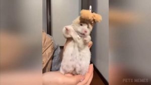 #Видео про хомячков#Смешные хомячки#
