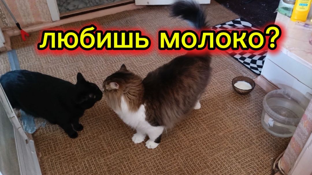 Кошки любят молоко