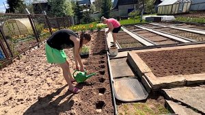 16 мая. Посадка кукурузы, капусты. Открытый грунт. Высаживаю помидоры лежа