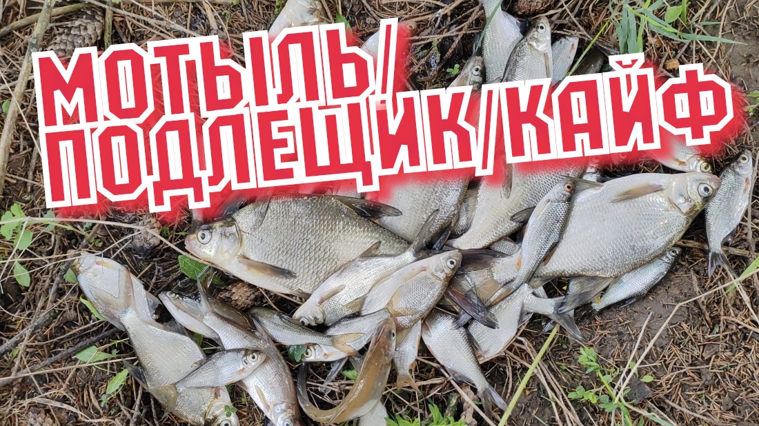 Подлещик на поплавок