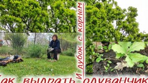 На даче. Удаляю одуваны и дубки, инструмент отличный!