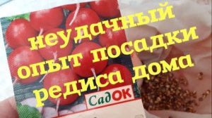 НЕУДАЧНЫЙ ОПЫТ ПОСАДКИ РЕДИСА ДОМА