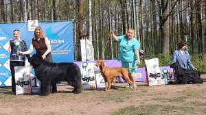 09.05.2026, СПб. Клуб «ФСПС» (РКФ, РФСС). Выставка собак всех пород «МАЙ ШОУ» (САС, ЧФ)