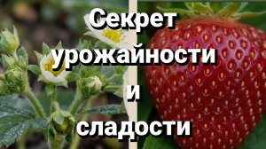 Уход за садовой земляникой в мае. Посадка рассады мелкоплодной земляники