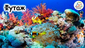 Подводный Мир. Экзотические Рыбы
