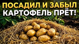 Картофель прёт как сумасшедший! Ленивый способ вырастить горы картофеля без окучивания и поливов