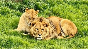 Мы проведали ЗОЛОТОЙ ПРАЙД и рассказали о своих БУДУЩИХ ПЛАНАХ!