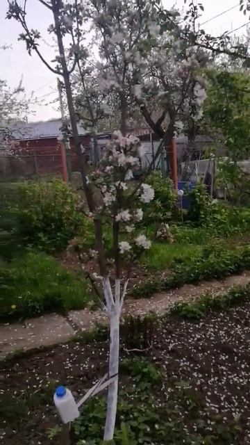 ЯБЛОНЬКА-КРАСАВИЦА!🌸 смотреть онлайн