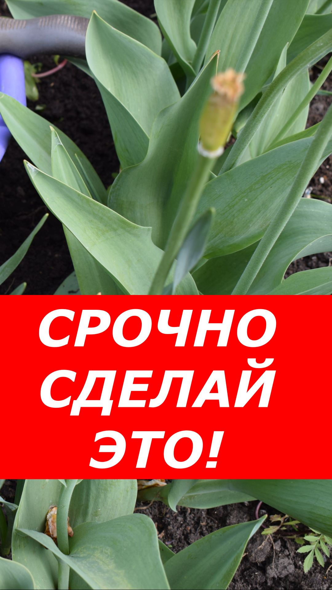 Срочно удали это у тюльпанов прямо сейчас!