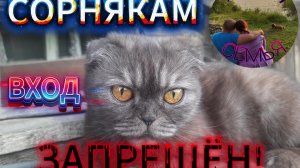 Укрываю кусты от сорняков.