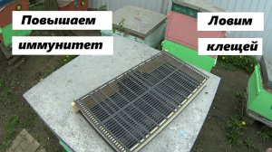 Иммунитет пчёл и ограничение матки
