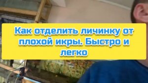 Как отделить личинку от плохой икры. Быстро и легко