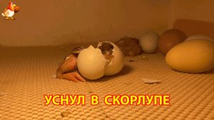 Цыплёнок уснул головой в скорлупе после тяжёлой борьбы за свободу
