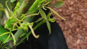 Розы из питомника Розы Вдохновения с игольчатым листом. Весна 2026 г.