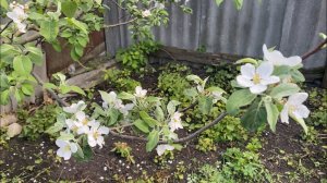 Результат покупки Саженцев на ОЗОНЕ 🌱Личный Опыт.