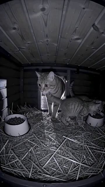 Cat mom bring her babies came to shelter