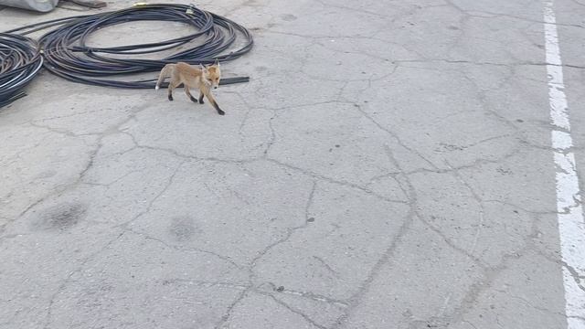 Анапа! Лисёнок в городской черте!🦊