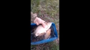 2 ведра БОЛЬШИХ карасей!!! рыбалка на экран.