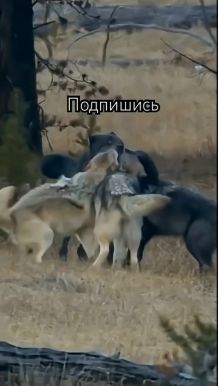 Любимые животные ☀️ смотреть онлайн
