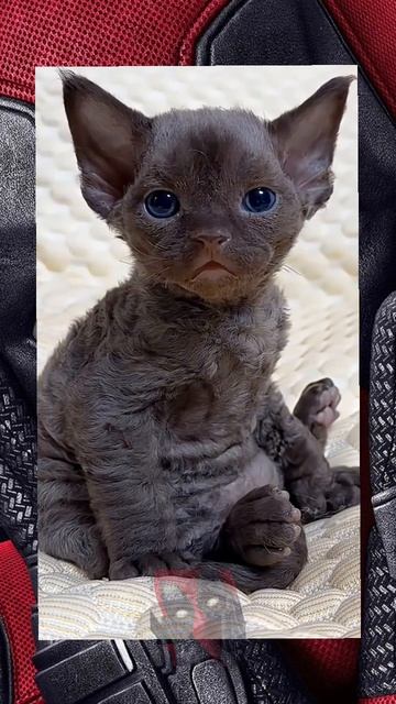Папуля купи колбасуню 😼🫶😎