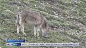 Кузбассовцы просят спасти ослика, который живёт в диком парке природы