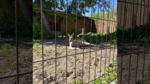 Обитатели Большереченского зоопарка им. В. Д. Соломатина