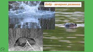 Бобр - вечерняя разминка