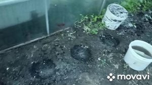 Что сегодня сделали в огороде