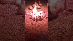 Начало индюшиной истории