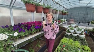ВЫСАДИЛА ПЕРВУЮ ПАРТИЮ РАССАДЫ ТОМАТОВ В ТЕПЛИЦУ.