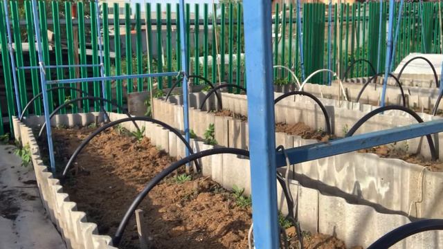 От чистоты куры упали на ноги. Грядки унавозила.