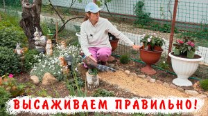 Эксперимент по высадки Бальзаминов Новогвинейских в 12и 18 литров
