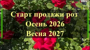 Старт продажи роз: Осень 2026 Весна 2027