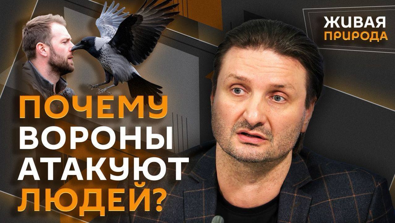 Эдгард Запашный и Нина Ватт. Львы и львицы, День Волги, животные в офисах, нападение ворон