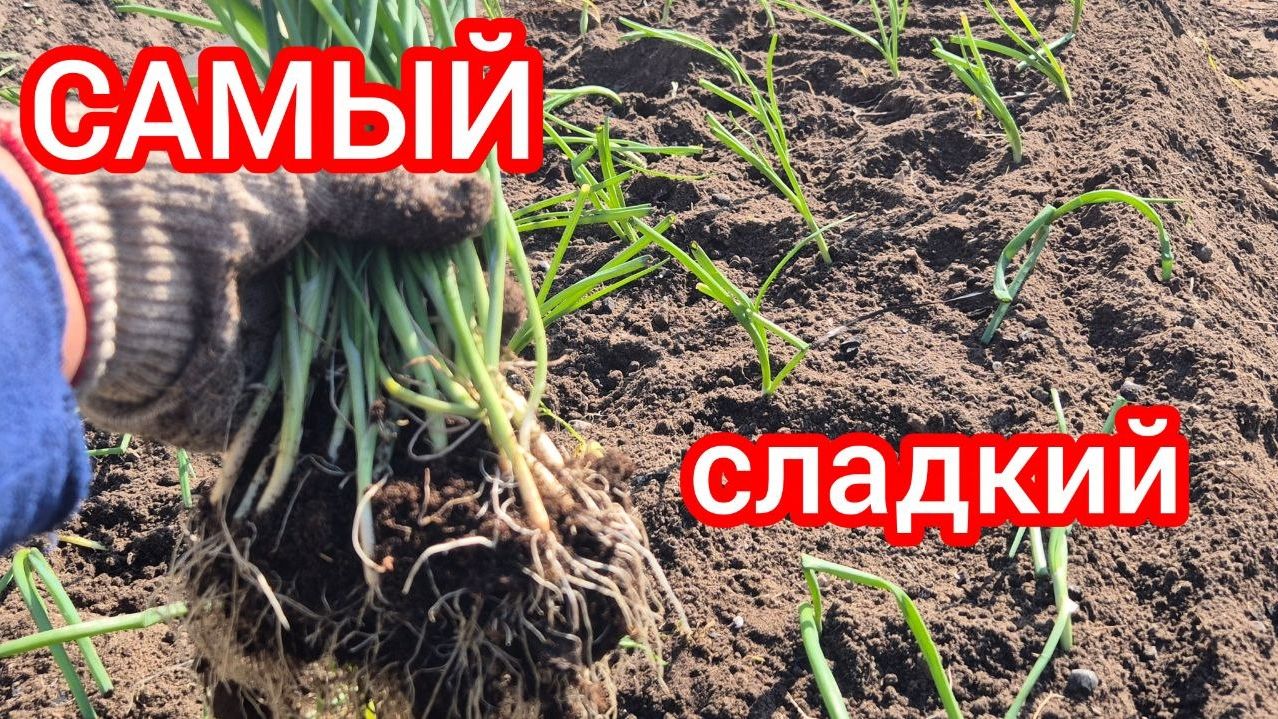 Растила с февраля. Пора в грядку. Как заправляю и высаживаю самый сладкий лук