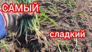 Растила с февраля. Пора в грядку. Как заправляю и высаживаю самый сладкий лук