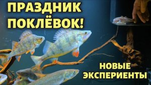 ПРАЗДНИК ПОКЛЁВОК И НОВЫЕ БЫЧКИ В АКВАРИУМЕ !