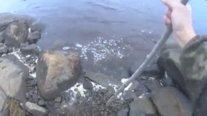 РЫБАЛКА НА СЕВЕРЕ НА КОЛЬЯХ! ПРИБЕЖАЛ НАДЁРГАЛ РАКОВИНУ РЫБЫ!