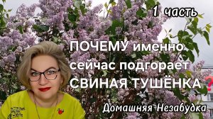 1 часть. Почему именно сейчас подгорает СВИНАЯ ТУШЁНКА❓️