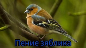 Пение Зяблика