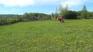 Варя вышла на пастбище ! И опять про сено ...
