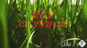 #ПодСолнцем#Видеоklass#ЖаннаДаценко#НаВолнеМелодии#МузыкаДуши#МирПрекрасен#