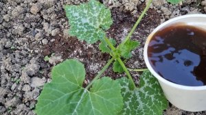 УРОЖАЙНЫЕ ЛУНКИ для ТЫКВЫ и КАБАЧКОВ!!! Секреты богатого урожая от опытных огородников.