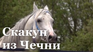 В ЛНР прибыл конь из Чеченской Республики / События недели