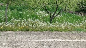 Сажаю томаты какие сорта ч-2 🌿