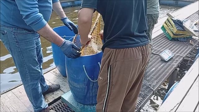 Зарыбление осетром нижнего водоёма 150 кг. Клёвое место, Лосиный остров.