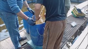 Зарыбление осетром нижнего водоёма 150 кг. Клёвое место, Лосиный остров.