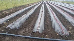 Посадка саженцев 15.05.2026г. виноградник Король В. Н. г.Краснодар 8-918-62-41-307