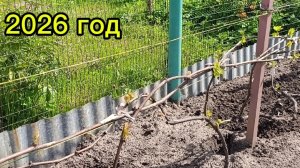 Подмосковье,пытаюсь разогнать виноград 🍇 🥺