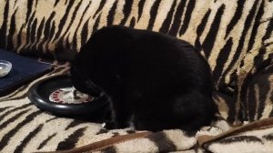 Кот игроман